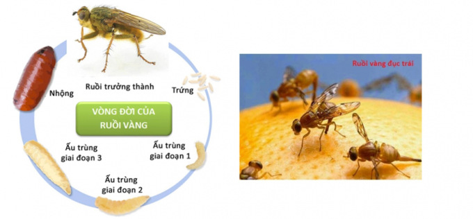 Vòng đời của ruồi đục quả. Nguồn: TL