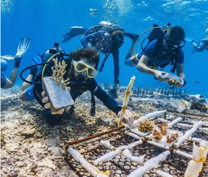 Các tình nguyện viên phục hồi một rạn san hô ở biển Boneo. Ảnh: ERN