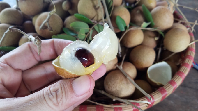 The yellow rice xuong longan label at Nature farm has long been known to many people: The flesh is thick, crispy, fragrant and absolutely clean.