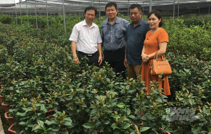 PGS.TS Đặng Văn Đồng (bìa trái), Phó Viện trưởng Viện Nghiên cứu Rau quả cùng chuyên gia Hàn Quốc thăm vườn trồng hoa trà tại Văn Giang (Hưng Yên). Ảnh: H.Tiến.