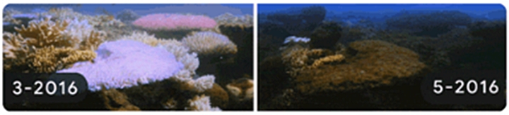 Hình ảnh băng tan tại Rạn san hô Great Barrier tại Úc được chụp từ tháng 3 đến tháng 5 năm 2016