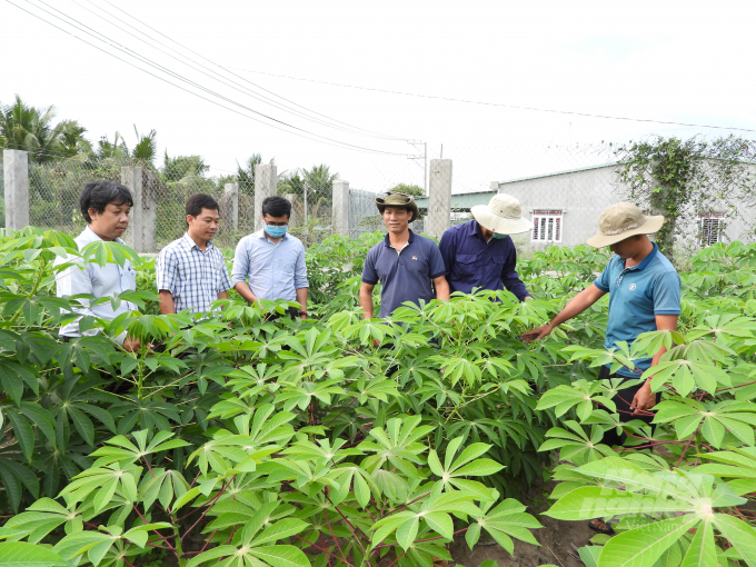 HN5 mosaic leaves- resistant variety is grown in Tan Chau district, Tay Ninh. Photo: Tran Trung.