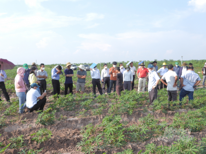 Delegates visited a model of cultivation of mosaic resistant varieties in the Tan Chau district. Photo: Tran Trung.