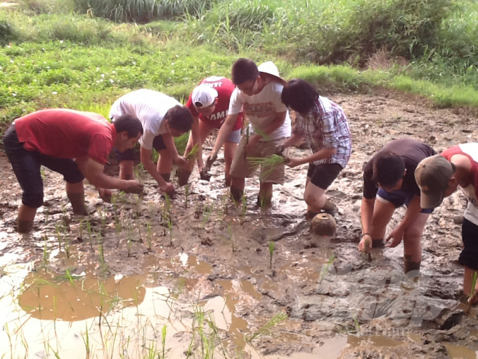 Rice farming experience.