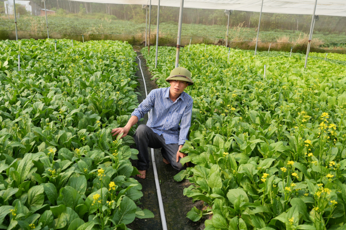 Nguyen Van Cong: 'Vegetable model following VietGAP standards, but with higher quality than VietGAP'. Photo: Hong Thuy.