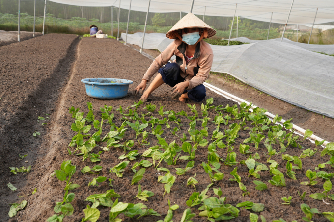 Fertilizer is spread about 5cm above the ground and only applied once before planting until harvest. Photo: Hong Thuy.