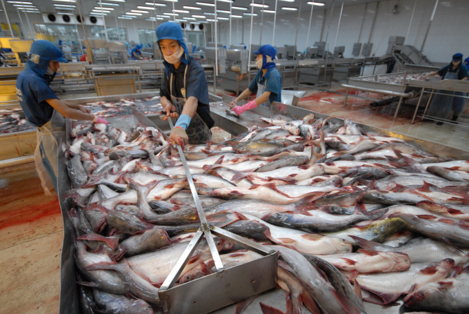 Catfish and shrimp are also the strong products of the Mekong Delta, contributing billions of dollars to its export turnover.