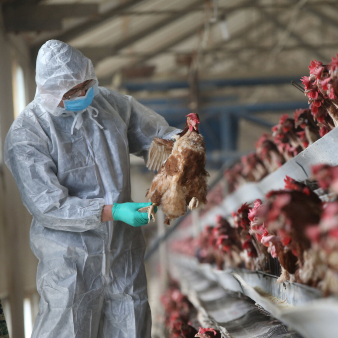 A researcher checking a chicken at a farm in Xiangyang, China. Photo: NYT