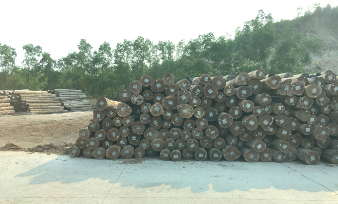 Nguồn gỗ nguyên liệu nhập khẩu hiện nay đang tăng giá rất cao, gây khó cho các doanh nghiệp chế biến. Ảnh: Lê Khánh.