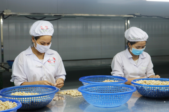 A cashew nut processing factory for export in Binh Phuoc. Photo: Tran Trung.