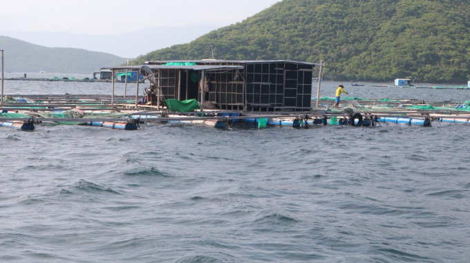 A wooden cage aquaculture raft on Van Phong Bay, Khanh Hoa province. Photo: KS.