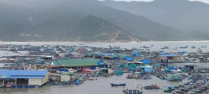 The rafts were pushed into piles by waves, causing great damage to aquaculture farmers on Binh Hung island, Cam Binh commune. Photo: KS.