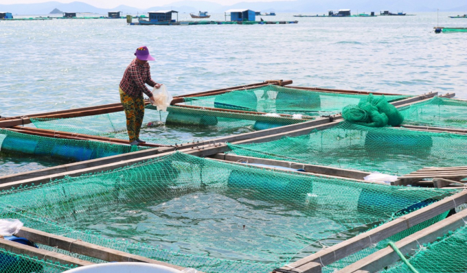 Aquaculture farmers mainly use wooden cages. Photo: KS.