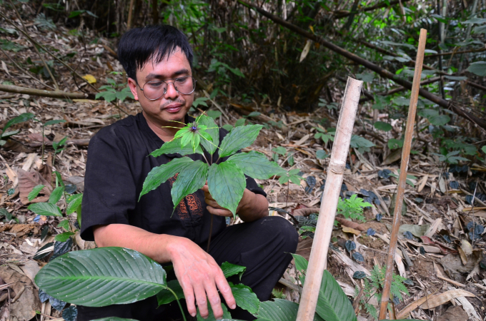 Thanh next to a Paris polyphylla plant grown in the forest. Photo: Duong Dinh Tuong