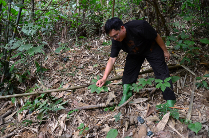 Medicinal plants planted under the forest canopy. Photo: Duong Dinh Tuong.
