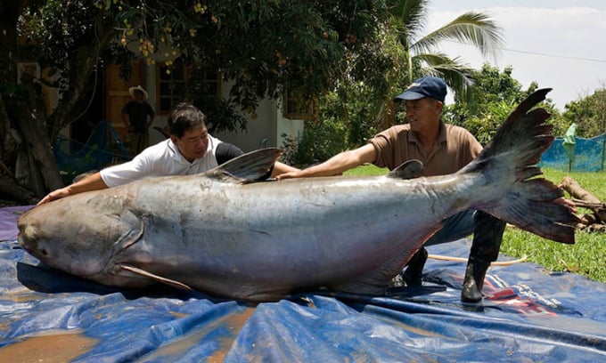 Cá da trơn khổng lồ sông Mekong (tra dầu) bị đánh bắt ở miền bắc Thái Lan vào năm 2005. Ảnh: WWF
