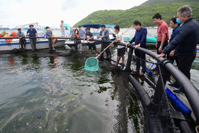 The model of raising cobia in HPDE cage is deployed in Van Phong bay, Khanh Hoa province. Photo: LK.