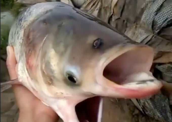 Cận cảnh con cá chép hai mặt hiếm gặp trên sông Mekong. Ảnh: WTF