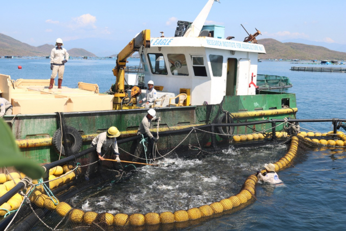 Nuôi cá chim vây vàng quy mô công nghiệp trên vịnh Vân Phong, tỉnh Khánh Hòa. Ảnh: KS.