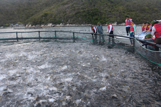 Khanh Hoa Province aims to develop industrial aquaculture. Photo: MH.