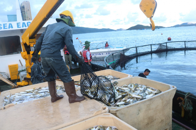 Khanh Hoa Province has the potential to develop industrial marine fish farming. Photo: KS.