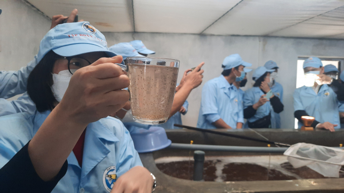 Viet-Uc Company Limited has successfully developed cold-water shrimps suitable for growing in cold temperatures in the winter. Photo: Nguyen Thanh.