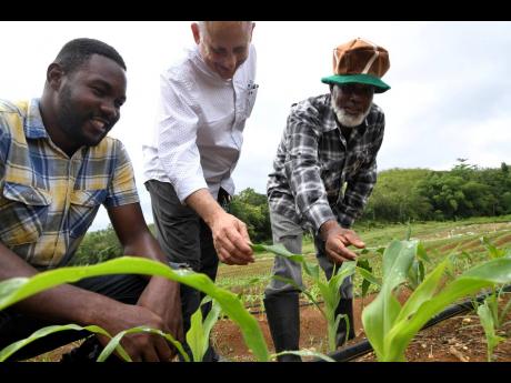 Hartland Stoddart (right), production manager of Dyermark Preservation Farm, and Tavoy Thompson (left), farm manager, show sweet corn trees to JMEA President John Mahfood during a tour of the farm in Clarks Town District, Bog Walk, St Catherine, on Friday. Photo: Gleaner