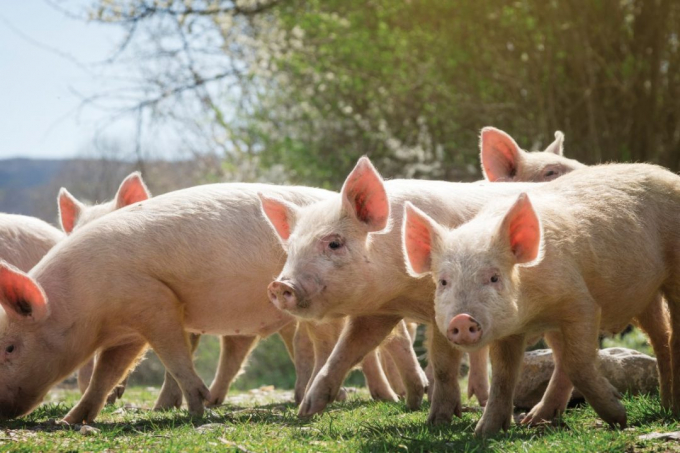 Chi phí thức ăn chăn nuôi, năng lượng, cước phí, bệnh dịch và giá nhân công tăng cao khiến cho thị trường thịt lợn thế giới khó đoán định. Ảnh: Meatpoultry