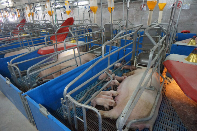 Trung Quốc vẫn đang trong quá trình tái đàn lợn sau dịch tả lợn châu Phi. Ảnh: Reuters