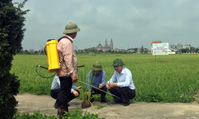 Lãnh đạo Chi cục Trồng trọt - Bảo vệ thực vật Nam Định khảo sát tình hình sâu hại. Ảnh: TL.
