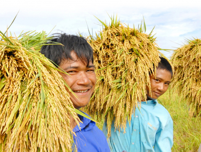 Vietnam's rice output in 2022 will likely be 'impossible to reduce'.