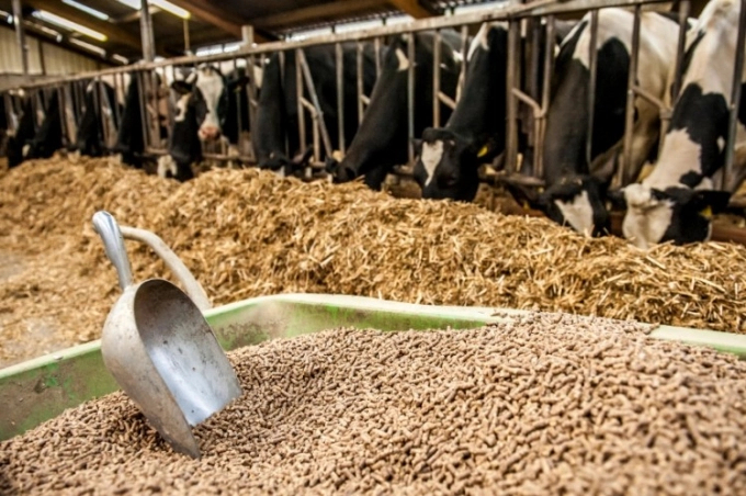 Export of animal feed and raw materials increased sharply in the first quarter. Photo: TL.