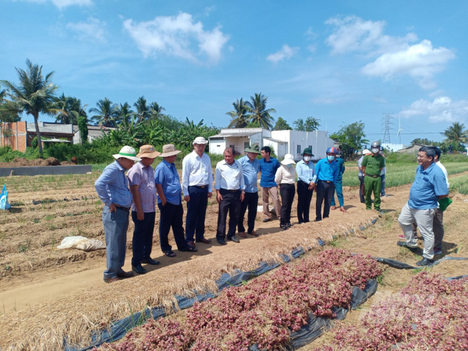 Đoàn công tác của Bộ NN-PTNT thăm khu vực trồng hành tím tại xã Vĩnh Hải, TX. Vĩnh Châu. Ảnh: Trọng Linh.