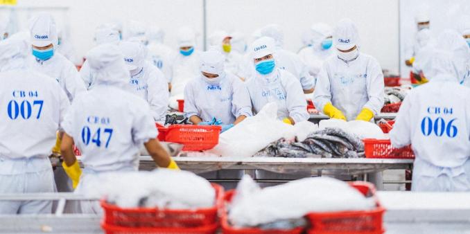 Processing seabass at Australis Vietnam Seafood Co., Ltd. Photo: KS.