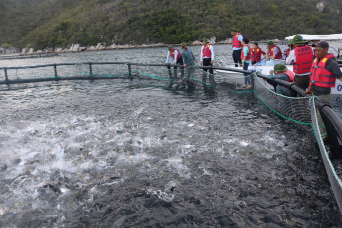Khanh Hoa has many advantages for marine farming but has yet to fully exploit its potential. Photo: KS.