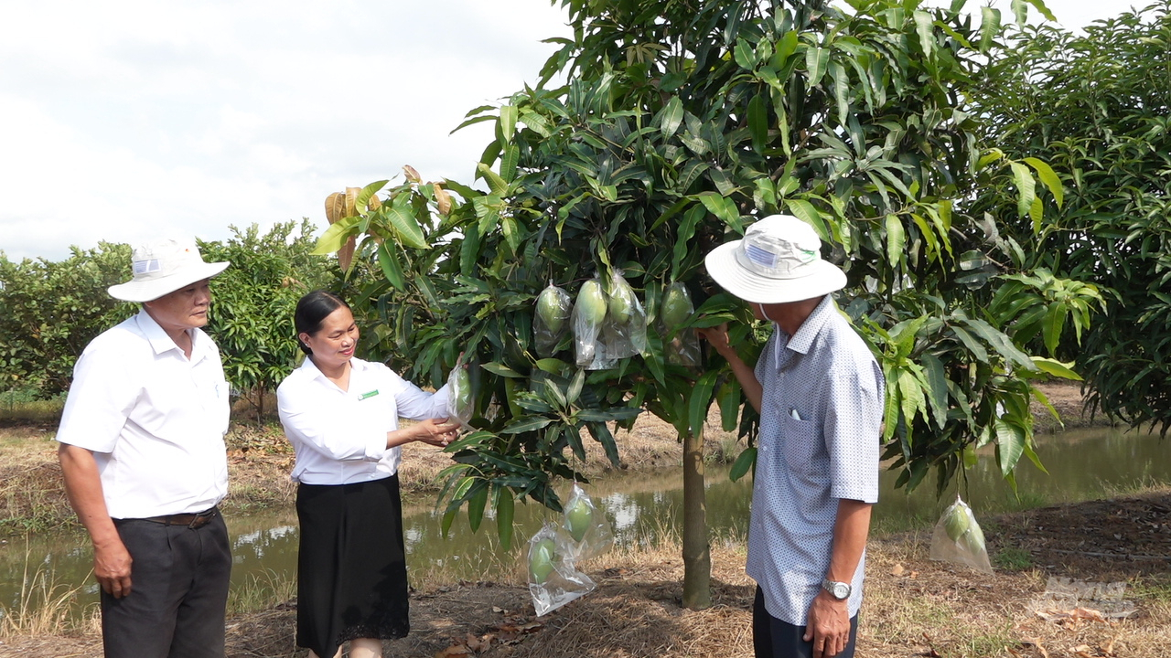 Khách tham quan vườn xoài đầu dòng tại SOFRI Ảnh: Minh Sáng.