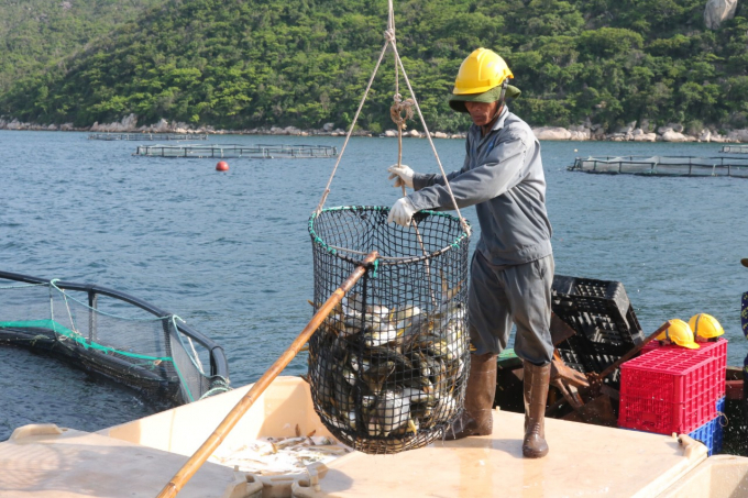 Khanh Hoa province will gradually reduce the area of ​​coastal cage farming and develop high-tech open sea farming. Photo: KS.