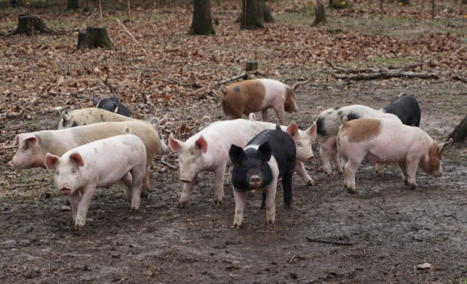 Pigs roam about in an enclosure at DL Farms near Bland, Missouri, a small farming community about 30 miles north of Rolla. Photo: St. Louis Public Radio