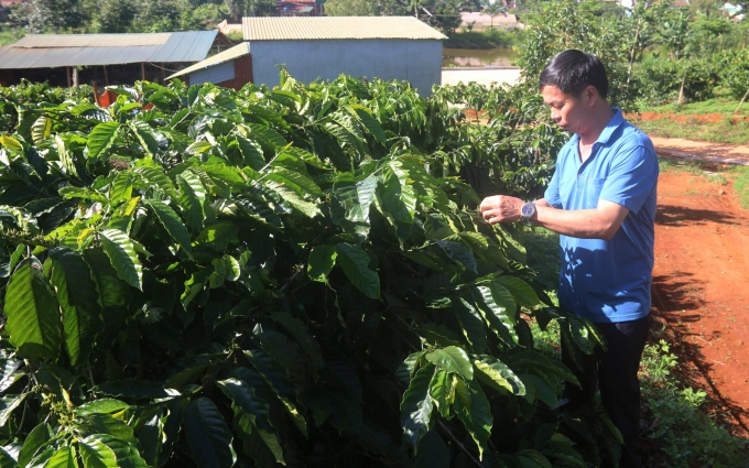 The replanting garden of Mr. Luu Nhu Binh's family is lively and presents a high yield after replanting. Photo: Minh Quy.