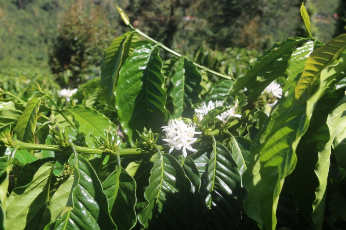 Coffee after re-cultivation gives good income, helping people stabilize their lives. Photo: Minh Quy.