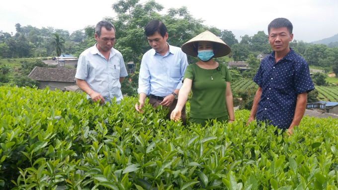 Organic production is an inevitable trend for Thai Nguyen tea to continue reach higher targets. Photo: Dong Van Thuong.