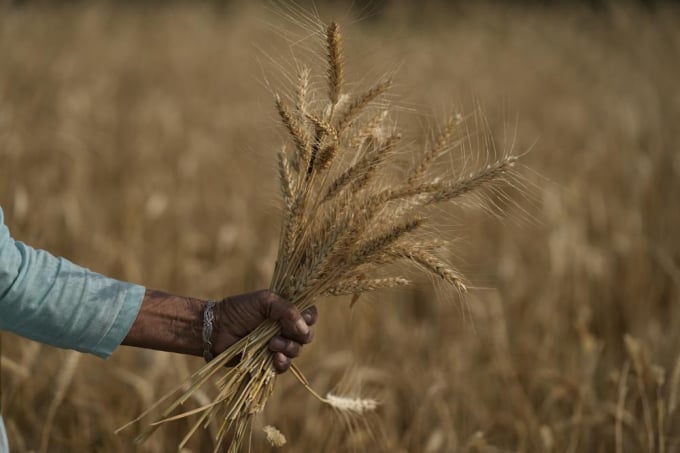 An Indian farmer carries wheat crop harvested from a field on the outskirts of Jammu, India, Thursday, April 28, 2022. An unusually early, record-shattering heat wave in India has reduced wheat yields, raising questions about how the country will balance its domestic needs with ambitions to increase exports and make up for shortfalls due to Russia's war in Ukraine. Photo: Channi Anand