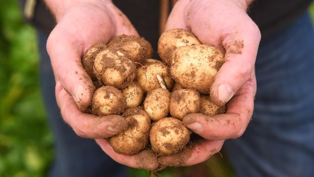 Seed merchants warned that illegal potato imports could bring a 'grave risk' of crop pests and diseases to East Anglia.  Photo credit: Archant