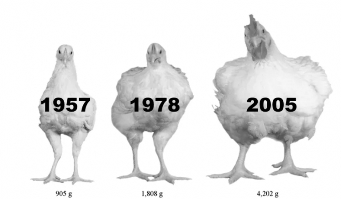 Con gà bên trái là giống từ năm 1957; con ở giữa là giống từ năm 1978 và con bên phải là giống từ năm 2005. Tất cả chúng đều được nuôi theo cách thức giống nhau và ở cùng độ tuổi. Ảnh minh họa: Vox