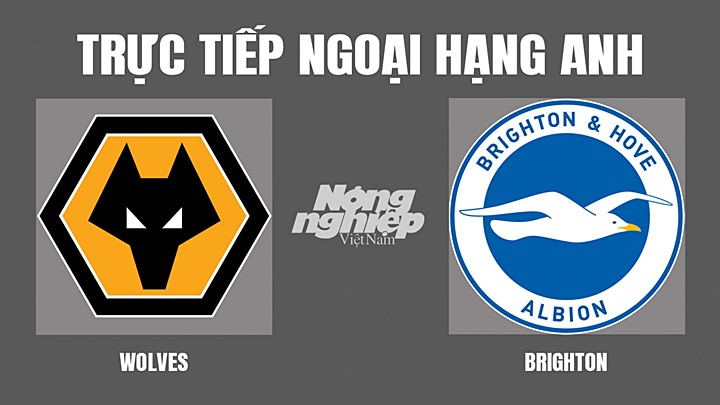 Trực tiếp bóng đá Ngoại hạng Anh giữa Wolves vs Brighton hôm nay 30/4/2022