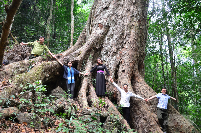 The whole group connecting hands to measure an ancient ginkgo tree. Photo: Duong Dinh Tuong.