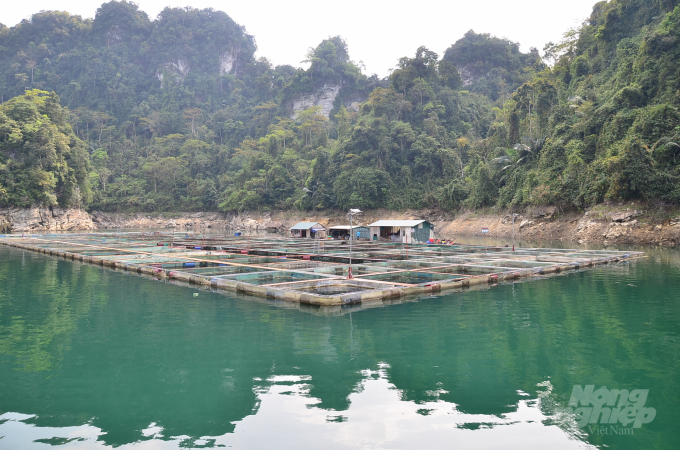 A fish cage farming area on the bed of the hydroelectric lake. Photo: Duong Dinh Tuong.