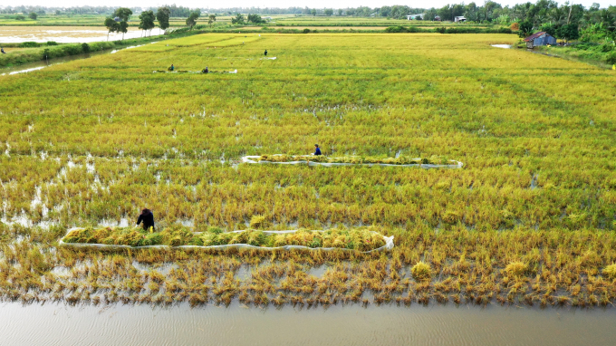 Cánh đồng lúa organic được Tập đoàn Tân Long liên kết và bao tiêu cùng nông dân. Ảnh: KL. 