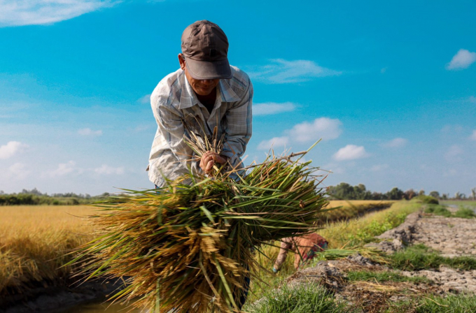 Đảm bảo vấn đề thu mua lúa đầu ra, giảm chi phí vật tư nông nghiệp đầu vào và cải thiện kỹ thuật canh tác hiện đại vẫn là trăn trở lớn của người trồng lúa. Ảnh: KL.