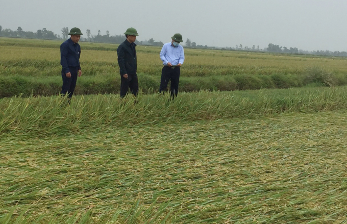 Ông Mai Văn Minh, Giám đốc Sở NN-PTNT Quảng Bình (phải) kiểm tra lúa bị đổ rạp tại huyện Quảng Ninh. Ảnh: T.P